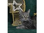 Lawrence, Domestic Shorthair For Adoption In Roanoke, Texas