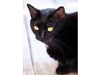 Shelley, Domestic Shorthair For Adoption In Fort Myers, Florida