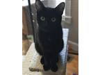 Binx, Domestic Shorthair For Adoption In Spotsylvania, Virginia