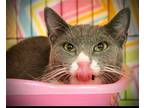 Darby, Domestic Shorthair For Adoption In Memphis, Tennessee
