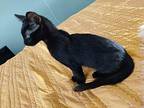 Darkness, Domestic Shorthair For Adoption In Oceanside, California