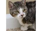 Margo, Domestic Shorthair For Adoption In Fort Myers, Florida