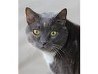 Jazz - Fostered, Domestic Shorthair For Adoption In Fort Myers, Florida