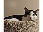 Amberly, Domestic Shorthair For Adoption In Upland, California
