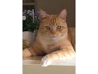 Mowgli, American Shorthair For Adoption In Encino, California