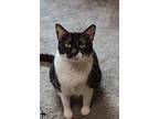 Biscuit, Domestic Shorthair For Adoption In Pasadena, Texas