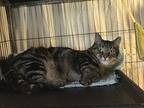 Lorro, Domestic Shorthair For Adoption In Spotsylvania, Virginia