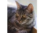 Doggie, Domestic Shorthair For Adoption In Fort Myers, Florida