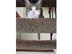 Hadley, Domestic Shorthair For Adoption In Oceanside, California