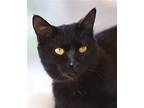 Reebok, Domestic Shorthair For Adoption In Fort Myers, Florida