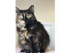 Radiant Ruth, Domestic Mediumhair For Adoption In Spotsylvania, Virginia