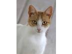Montana, Domestic Shorthair For Adoption In Fort Myers, Florida