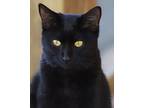 Dorothy, Domestic Shorthair For Adoption In Fort Myers, Florida