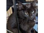 Fester, Domestic Shorthair For Adoption In Bowie, Maryland