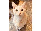 Spunky Sonny, Domestic Shorthair For Adoption In Spotsylvania, Virginia