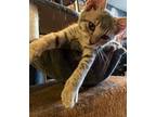 Lil Monster, Domestic Shorthair For Adoption In Encino, California