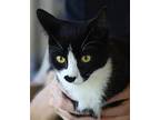 Chakri, Domestic Shorthair For Adoption In Fort Myers, Florida