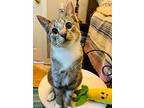 Super Sky, Domestic Shorthair For Adoption In Spotsylvania, Virginia