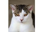 Vail, Domestic Shorthair For Adoption In Fort Myers, Florida