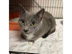 Adopt Miss Whiskers a Domestic Short Hair