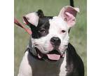 Sarah, American Staffordshire Terrier For Adoption In Fort Myers, Florida