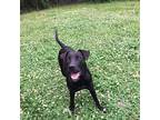 Daisy, Labrador Retriever For Adoption In Pine Bluff, Arkansas