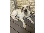 Lea, Labrador Retriever For Adoption In Okemah, Oklahoma