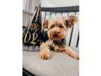 Adopt Tina a Yorkshire Terrier