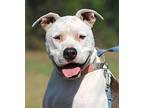 Gaston, American Staffordshire Terrier For Adoption In Fort Myers, Florida