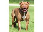 Charity, American Staffordshire Terrier For Adoption In Fort Myers, Florida