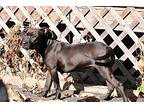 Inky, Terrier (unknown Type, Medium) For Adoption In Okemah, Oklahoma