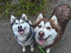 Adopt Penny and Pepper a Siberian Husky