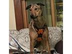 Adopt Xena a Mixed Breed