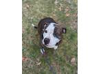 Adopt Mandi a American Staffordshire Terrier