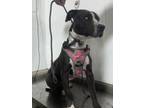 Adopt Cleopatra a Pit Bull Terrier, Border Collie
