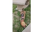 Adopt Maddie a Terrier, Boxer