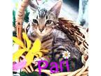 Adopt Pari a American Shorthair