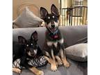 Adopt Beezy a Australian Kelpie, Husky