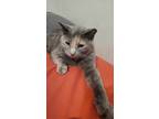 Adopt Sahara a Domestic Short Hair, Dilute Calico