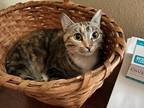 Adopt Kiwi a Domestic Short Hair