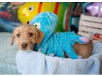 Adopt Star a Terrier