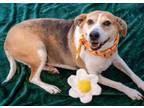 Adopt Roxy a Beagle