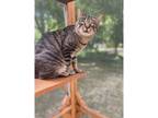 Adopt Barney a Domestic Shorthair / Mixed cat in Kalamazoo, MI (37981996)