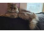 Adopt Opal a Persian