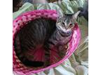 Adopt Whisp a American Shorthair