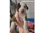 Adopt Calypso a Pit Bull Terrier, Mastiff