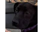 Adopt MBBC-Stray-mb3-Maggie_3 a Black Labrador Retriever, Pit Bull Terrier