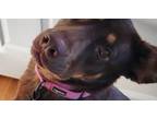 Adopt Emmy a Labrador Retriever, Doberman Pinscher