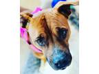 Adopt Harley a Black Mouth Cur