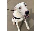 Adopt Eugene a Dalmatian, Labrador Retriever